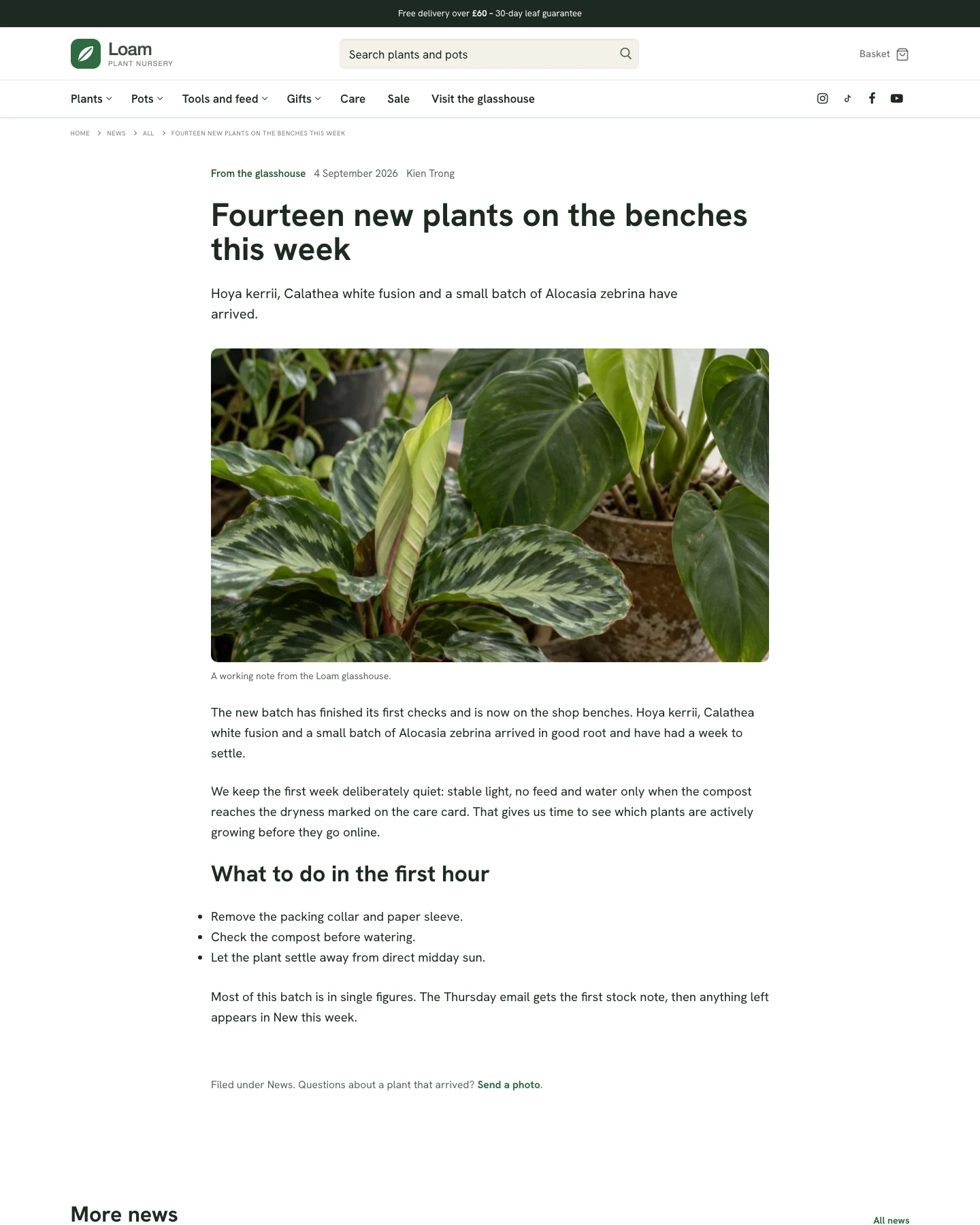 Loam Single Post – plant nursery WooCommerce template